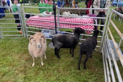 animals