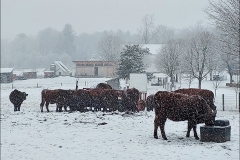 cows in snow