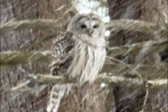 snowy owl