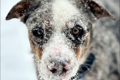 Dog in snow