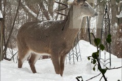 deer in snow