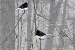 juncos in snow