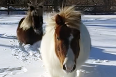 snow and ponies
