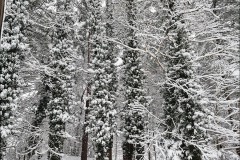 snow-bp1