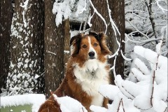 snow-browndog