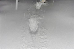 snow-dog2