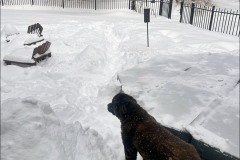 snow-js