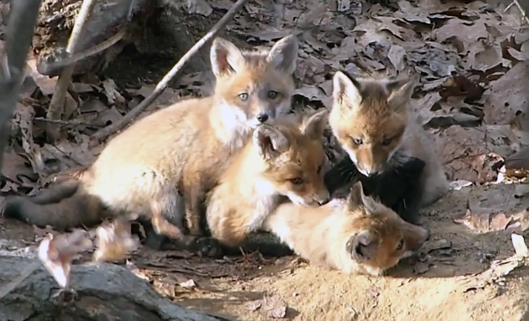 foxes2