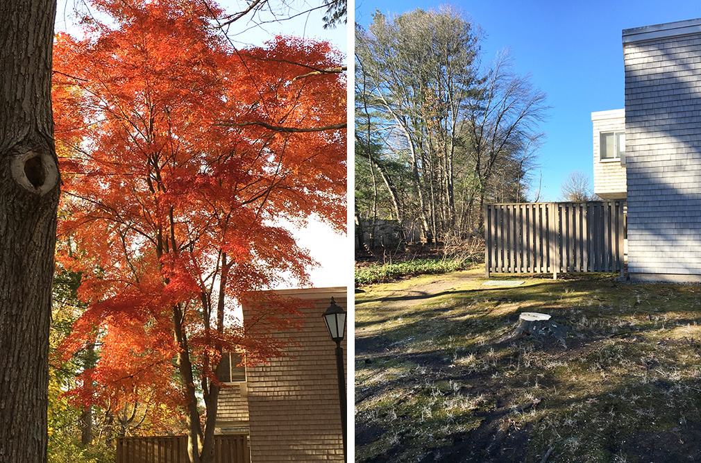 "Before and after" shots of a tree at Lincoln Woods (click to enlarge). Photos: Claire Mount.