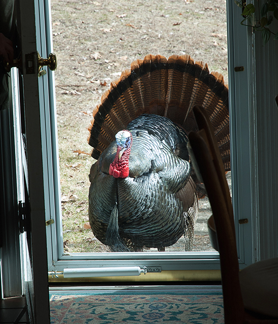 Anyone home? This turkey appeared recently at the ktichen door of Brooks Road resident Dan Boynton.