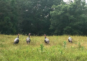 turkeys2