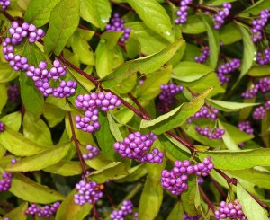 Beautyberry