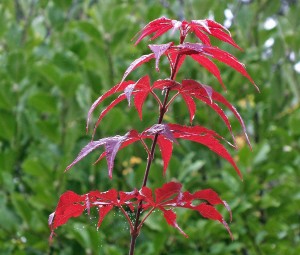 Japanese maple