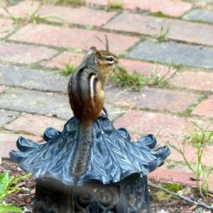 chipmunk      