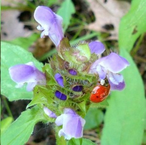 ladybug     