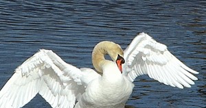 Swan Struts