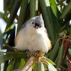 Tufted Titmouse 01    