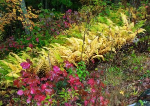 Viburnum fern maple & more