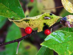 Winterberry