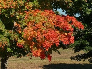 foliage          