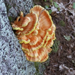 fungus2          