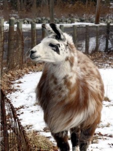 llama    