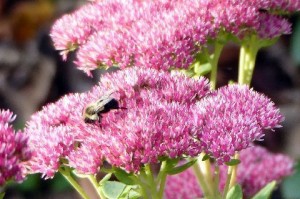 sedum-bee          