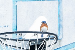 snow-bluebird-adj