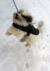 snow-dog2