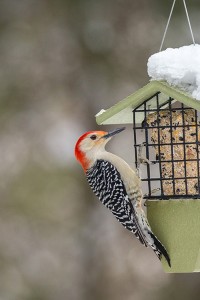 snow-woodpecker-adj2