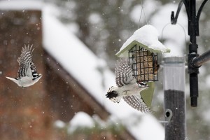 snow-woodpeckers-fly-adj