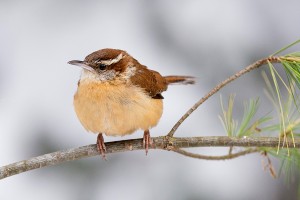 snow-wren-adj