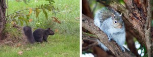 squirrel-pair             