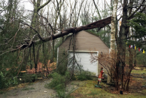 A backyard shed absorbed the blow of a downed tree but didn't buckle. (Photo by Nicholas Ribush)