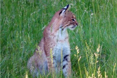 bobcat1
