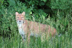bobcat2