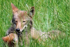fox3