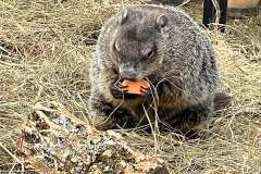 GH-munch