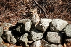 bobcat