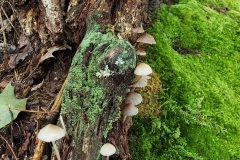 shroom1