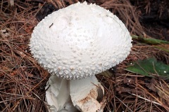 shroom2