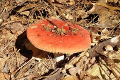 shroom3