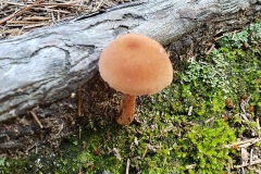 shroom4