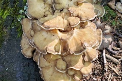 shroom5