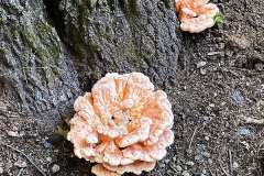 shroom6
