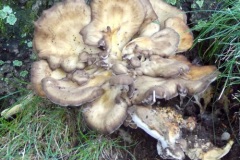 shroom7